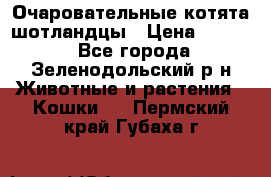 Очаровательные котята шотландцы › Цена ­ 2 000 - Все города, Зеленодольский р-н Животные и растения » Кошки   . Пермский край,Губаха г.